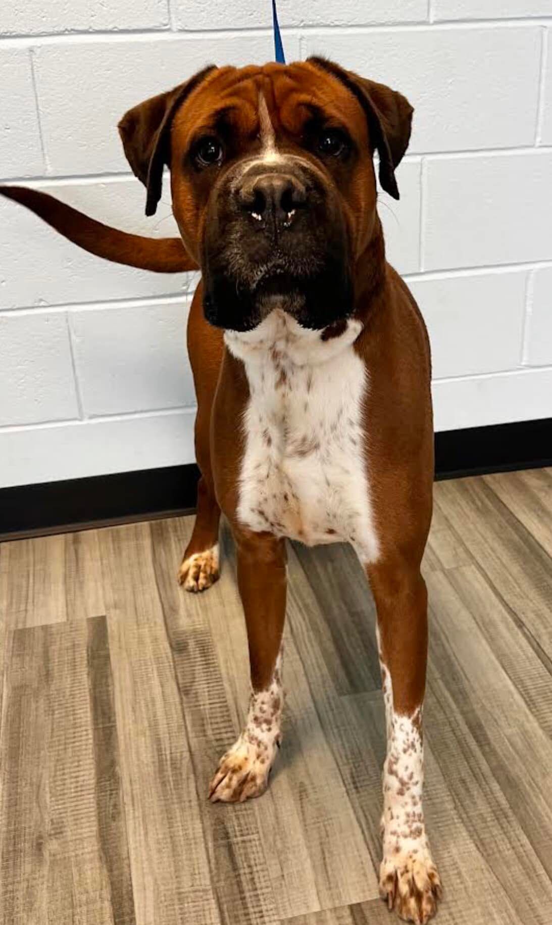 PHOTOS: Pets Available for Adoption at Henry County Animal Control | galleries 84 Baxter.jpg
